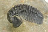 Three Species Trilobite Association (Cyphaspis, Morcops & Gerastos) #350533-11